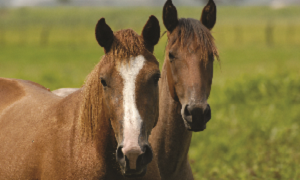 Os parasitas dos cavalos